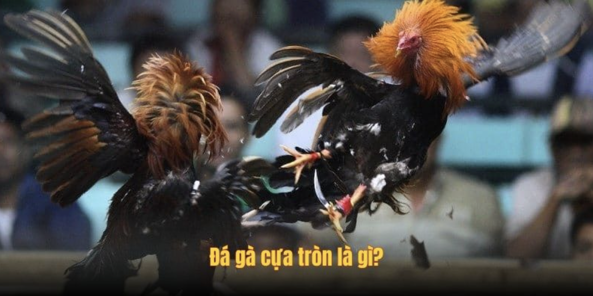 Đá Gà Cựa Tròn Tại DAGA - Khám Phá Sự ...