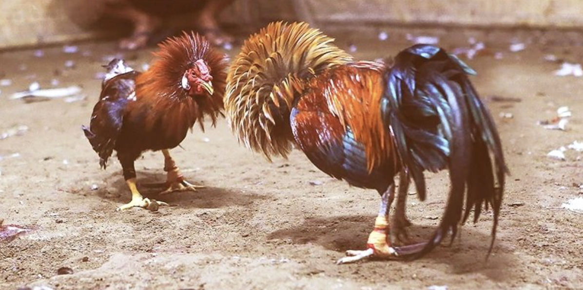 Đá Gà Cựa Tròn: Mẹo Cược Thông Minh, Đánh Bại Mọi Đối Thủ