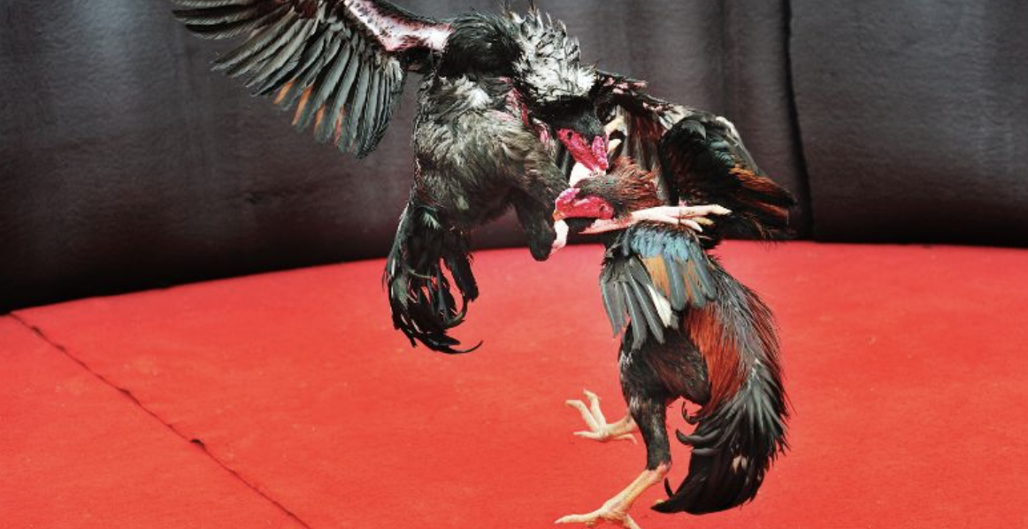 Thomo Cockfighting – A Top-Rated Cockfighting Ar...
